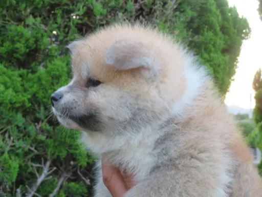 秋田犬のサムネイル画像5