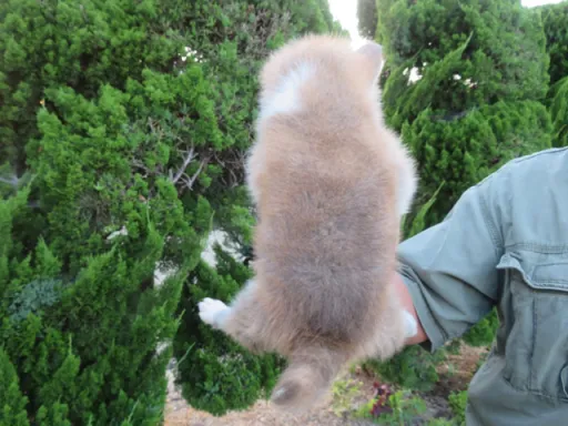 秋田犬のサムネイル画像6