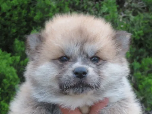 秋田犬の子犬販売