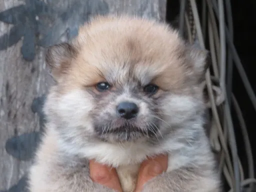 秋田犬の子犬販売