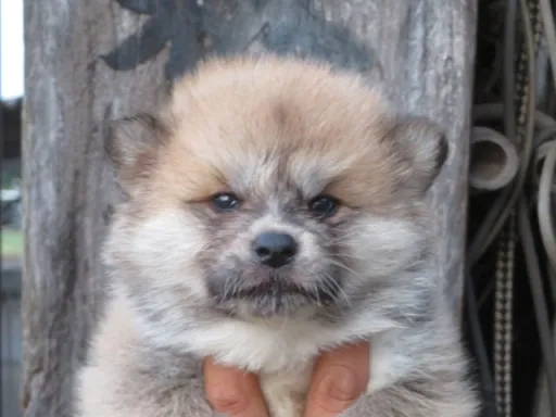 秋田犬の子犬販売