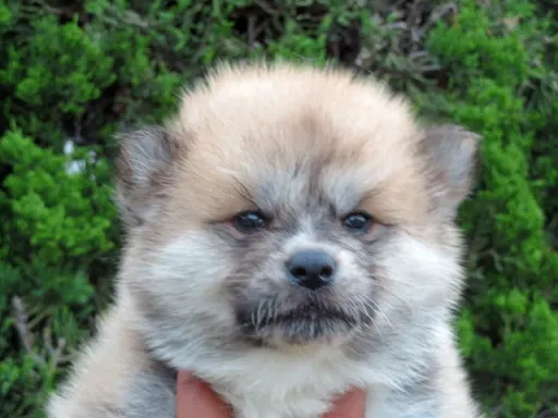 秋田犬の子犬販売