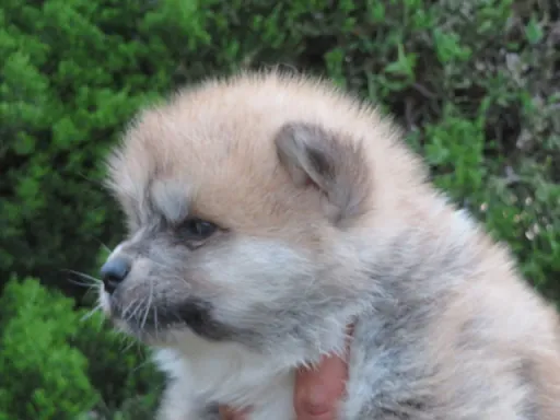 秋田犬の子犬販売