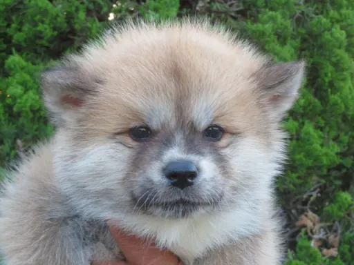 秋田犬のサムネイル画像1