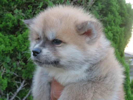 秋田犬のサムネイル画像2