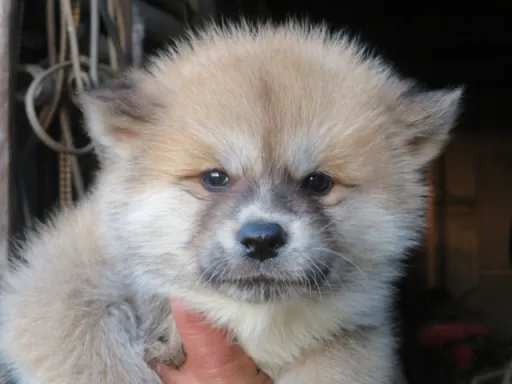 秋田犬のサムネイル画像3