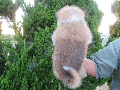 秋田犬のサムネイル画像4