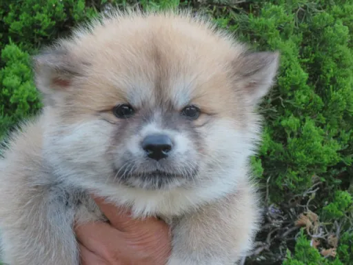 秋田犬のサムネイル画像5