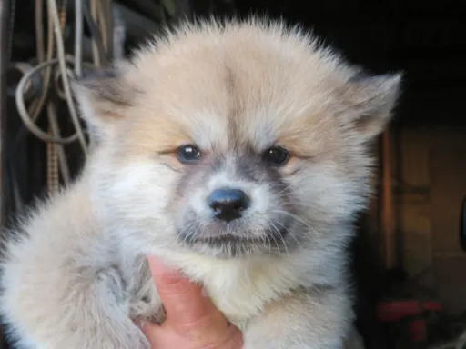 秋田犬のサムネイル画像6