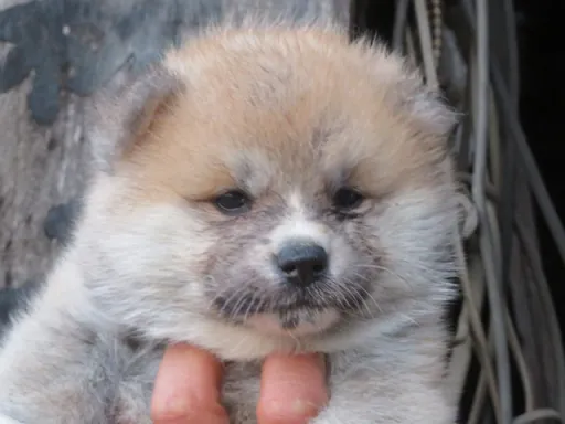 秋田犬の子犬販売