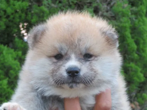 秋田犬の子犬販売