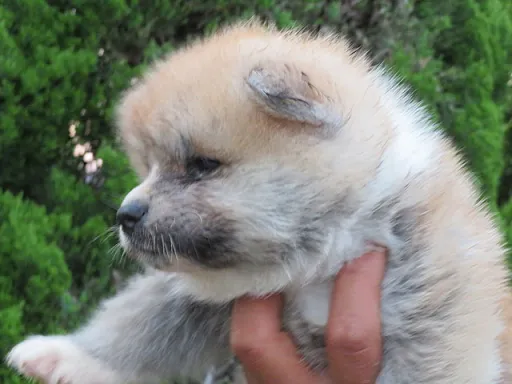 秋田犬の子犬販売