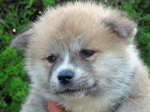 秋田犬のサムネイル画像2