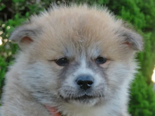 秋田犬のサムネイル画像3