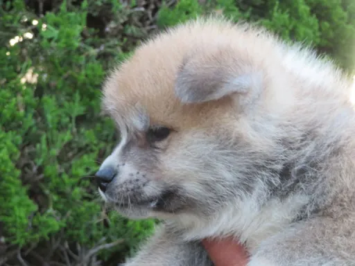 秋田犬のサムネイル画像4