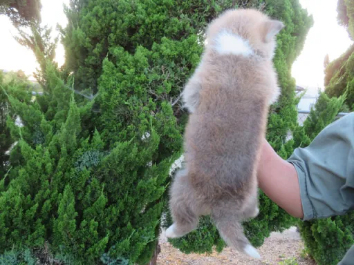 秋田犬のサムネイル画像5
