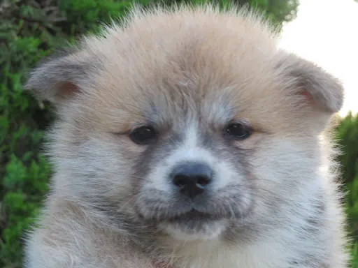 秋田犬のサムネイル画像6