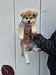 秋田犬のサムネイル画像1