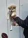 秋田犬のサムネイル画像2