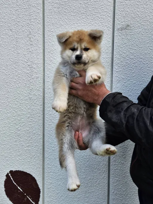 秋田犬のサムネイル画像3