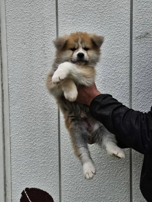 秋田犬のサムネイル画像1