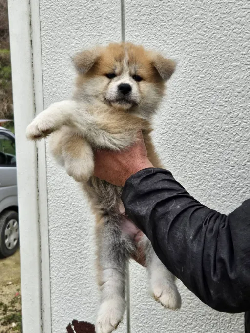 秋田犬のサムネイル画像2