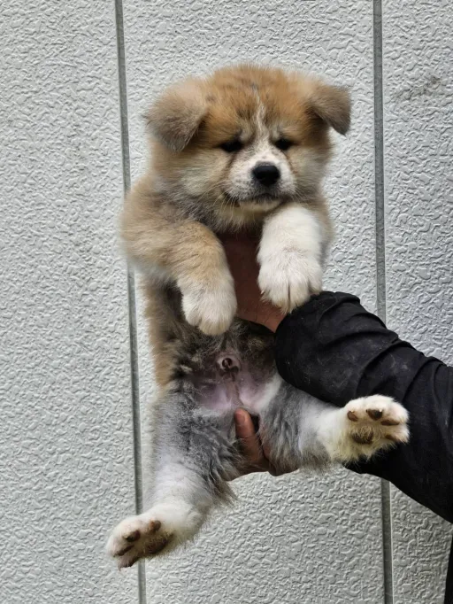 秋田犬のサムネイル画像3