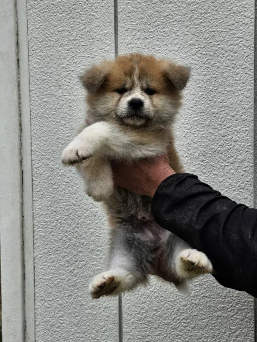 秋田犬のサムネイル画像4