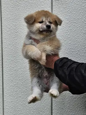 秋田犬の子犬販売