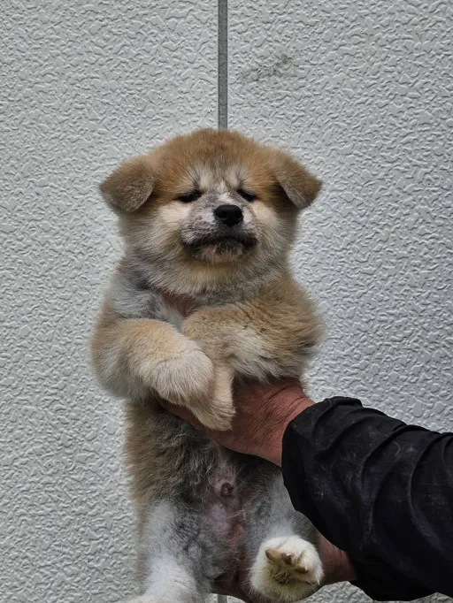 秋田犬のサムネイル画像2