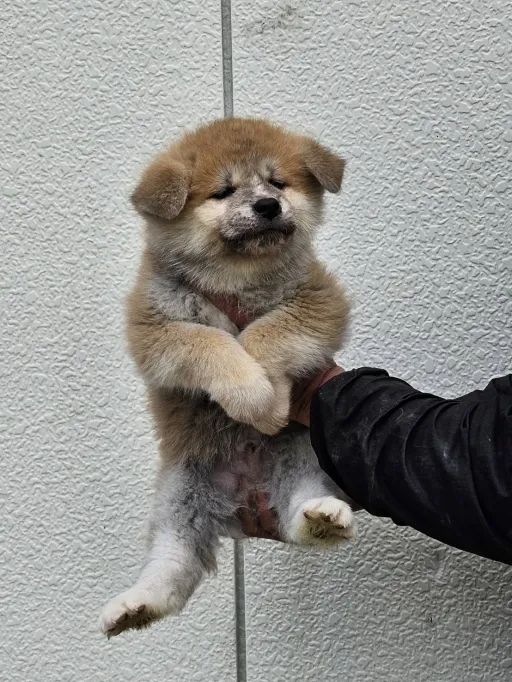 秋田犬のサムネイル画像3
