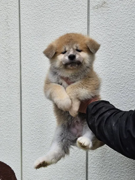 秋田犬のサムネイル画像4