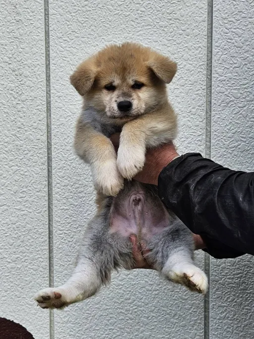 秋田犬のサムネイル画像1
