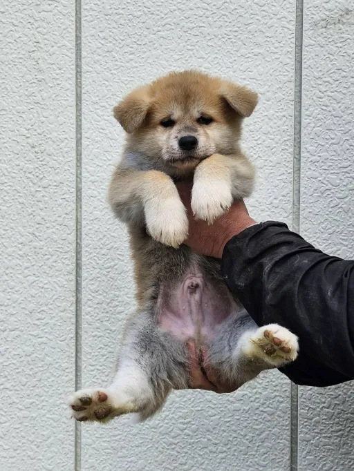 秋田犬のサムネイル画像2