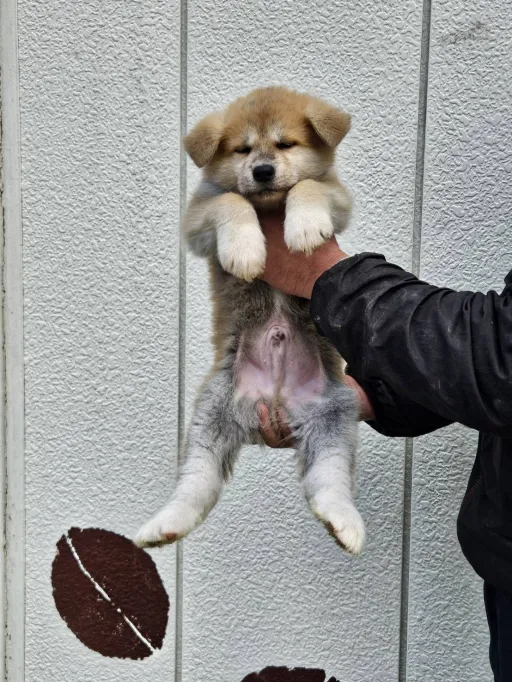 秋田犬のサムネイル画像3