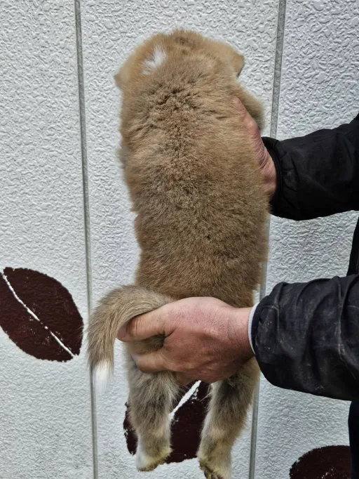 秋田犬のサムネイル画像4