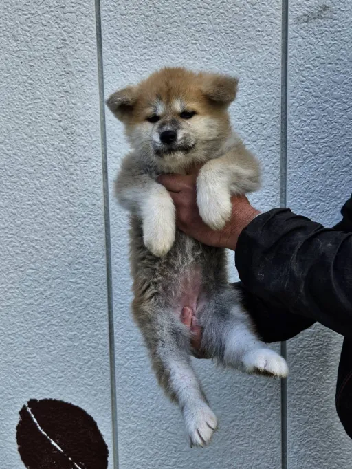 秋田犬のサムネイル画像1