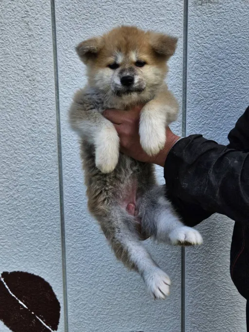 秋田犬のサムネイル画像2