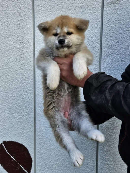 秋田犬のサムネイル画像3