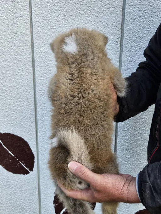 秋田犬のサムネイル画像4
