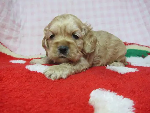アメリカン・コッカー・スパニエルの子犬販売