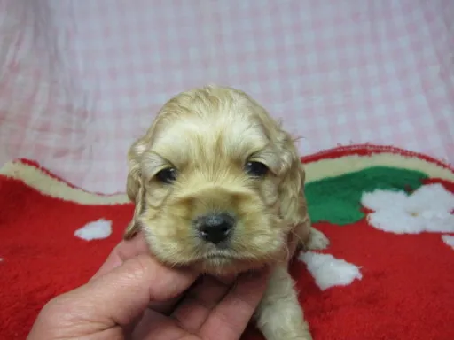 アメリカン・コッカー・スパニエルのサムネイル画像3