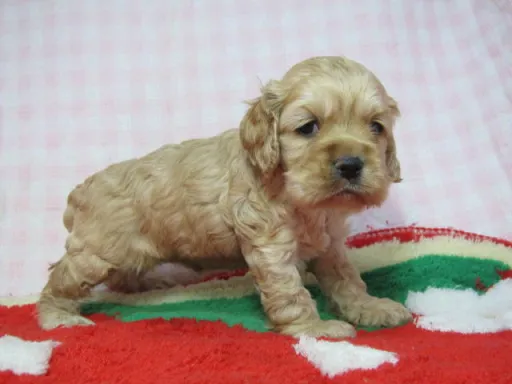 アメリカン・コッカー・スパニエルのサムネイル画像4