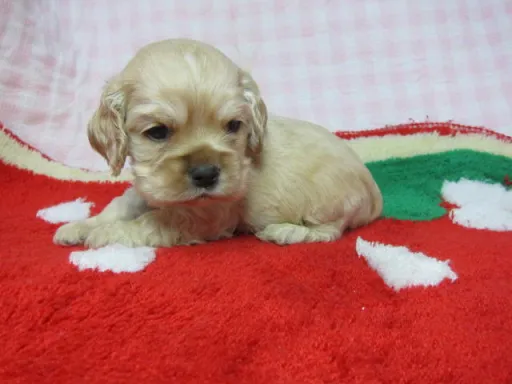 アメリカン・コッカー・スパニエルの子犬販売