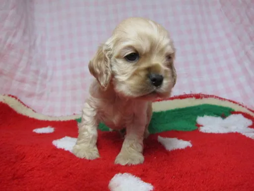 アメリカン・コッカー・スパニエルの子犬販売