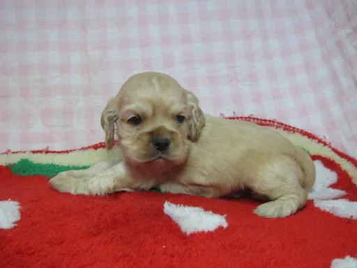 アメリカン・コッカー・スパニエルの子犬販売