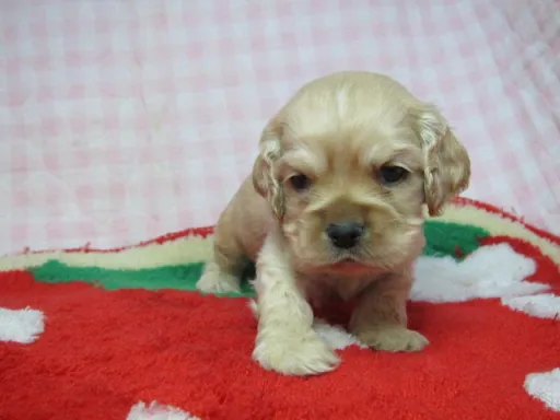 アメリカン・コッカー・スパニエルの子犬販売