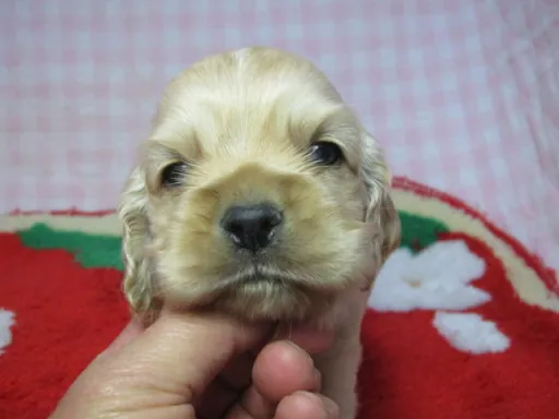 アメリカン・コッカー・スパニエルの子犬販売