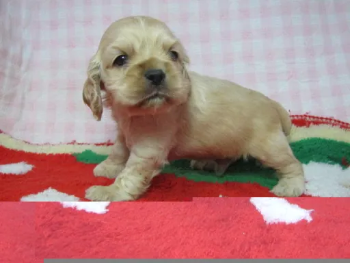 アメリカン・コッカー・スパニエルの子犬販売