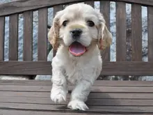 アメリカン・コッカー・スパニエル